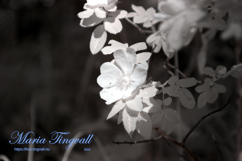 Hasselfors Naturfoto- och filmfestival 2020